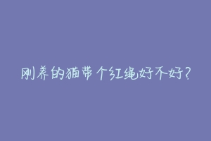 刚养的猫带个红绳好不好?
