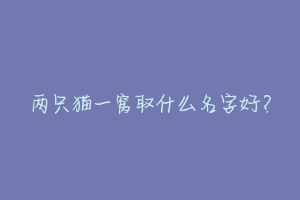 两只猫一窝取什么名字好？