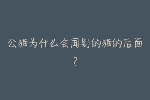 公猫为什么会闻别的猫的后面?