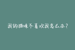 我的猫咪不喜欢我怎么办?