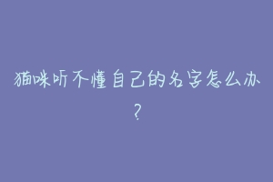 猫咪听不懂自己的名字怎么办?