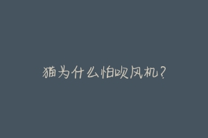 猫为什么怕吹风机?