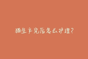 猫生产完后怎么护理?