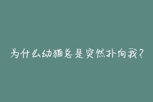 为什么幼猫总是突然扑向我?