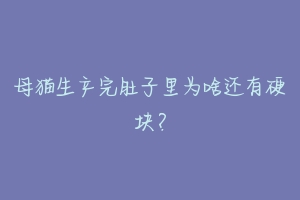 母猫生产完肚子里为啥还有硬块?