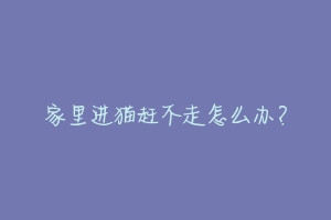 家里进猫赶不走怎么办?