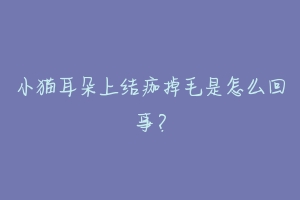 小猫耳朵上结痂掉毛是怎么回事?