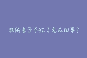 猫的鼻子不红了怎么回事?