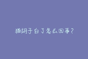 猫胡子白了怎么回事?