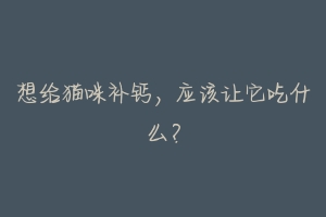 想给猫咪补钙,应该让它吃什么?