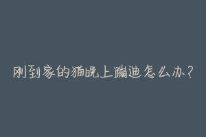 刚到家的猫晚上蹦迪怎么办?