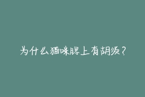 为什么猫咪腮上有胡须?