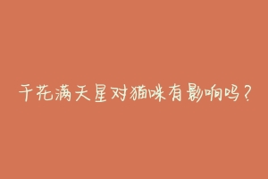 干花满天星对猫咪有影响吗?