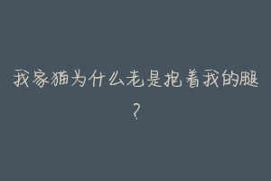 我家猫为什么老是抱着我的腿?