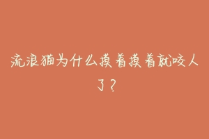 流浪猫为什么摸着摸着就咬人了?