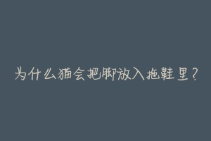 为什么猫会把脚放入拖鞋里？