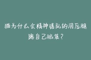 猫为什么会精神错乱的用后腿踢自己脑袋?