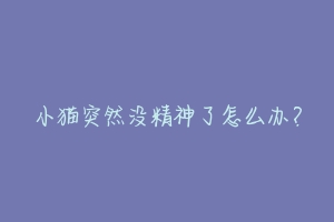小猫突然没精神了怎么办?