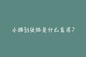小猫到处舔是什么意思?