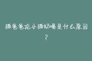 猫爸爸抢小猫奶喝是什么原因?