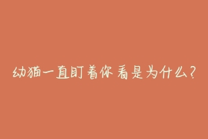 幼猫一直盯着你看是为什么?