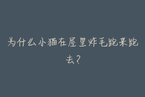 为什么小猫在屋里炸毛跑来跑去?