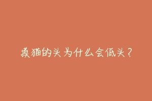 摸猫的头为什么会低头?