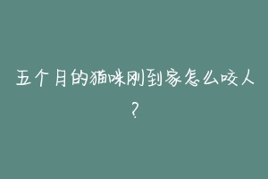 五个月的猫咪刚到家怎么咬人？
