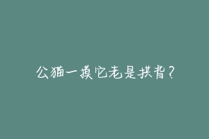 公猫一摸它老是拱背？