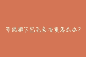 布偶猫下巴毛色变黄怎么办?
