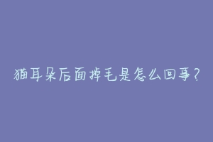 猫耳朵后面掉毛是怎么回事?