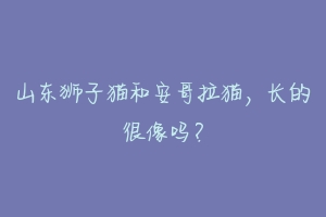 山东狮子猫和安哥拉猫,长的很像吗?