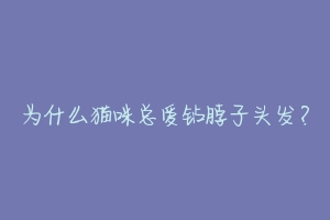 为什么猫咪总爱钻脖子头发?