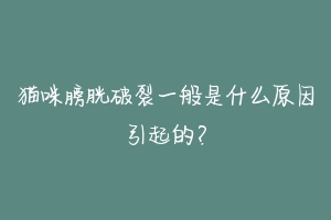 猫咪膀胱破裂一般是什么原因引起的?