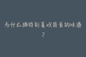 为什么猫特别喜欢茴香的味道?