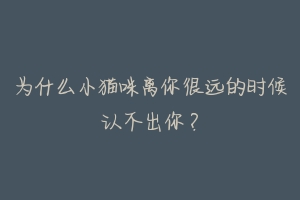 为什么小猫咪离你很远的时候认不出你?