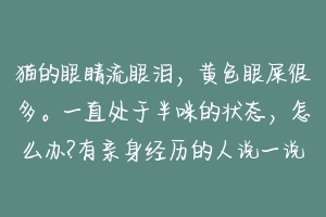 猫的眼睛流眼泪,黄色眼屎很多。一直处于半咪的状态,怎么办?有亲身经历的人说一说?