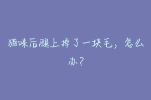 猫咪后腿上掉了一块毛,怎么办?