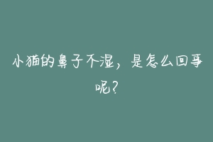 小猫的鼻子不湿,是怎么回事呢?