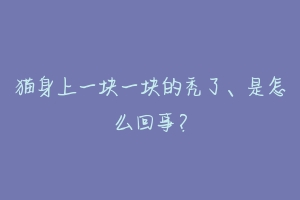 猫身上一块一块的秃了、是怎么回事?