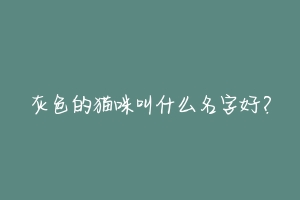 灰色的猫咪叫什么名字好?
