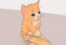 猫尾巴很长意味着什么?