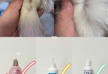 公猫是不是不喜欢男的?