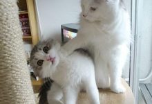 猫咪不喜欢西兰花吗?