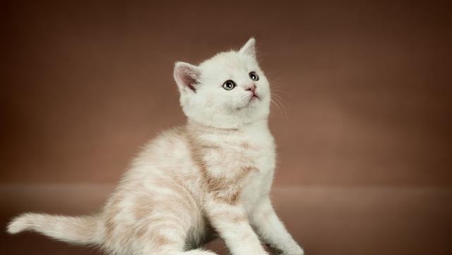 猫咪为什么会发出呼噜的声音？-动物百科