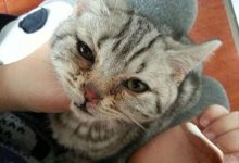 猫咪为啥喜欢猫薄荷?