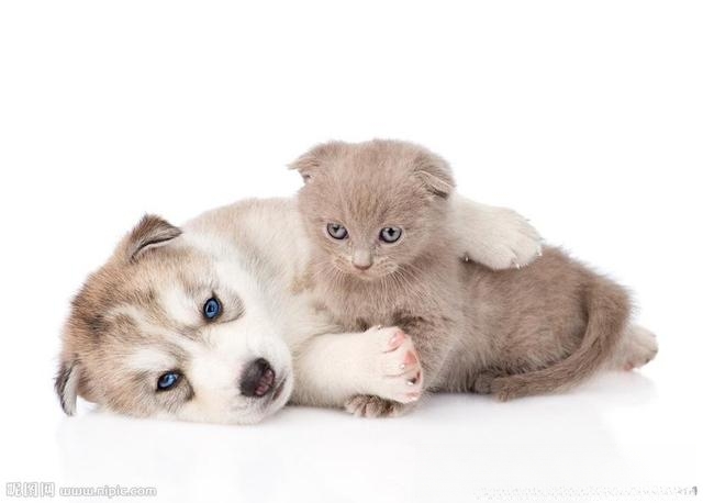 为什么狗狗和猫猫丢了之后还会认得回家的路?