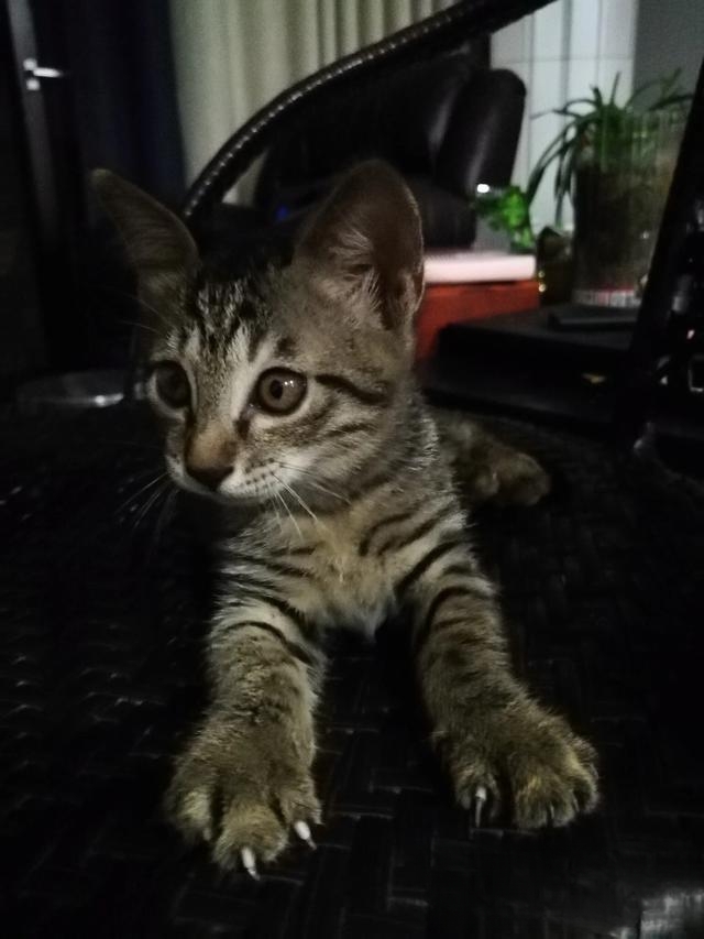 普及知识:如何让猫咪记住自己的名字?