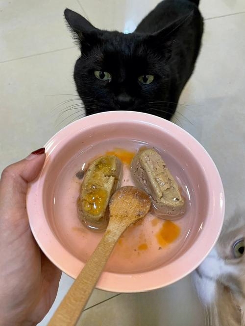 怎么让猫咪多喝水？