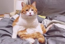 两个月的猫咪可以吃牛筋吗？